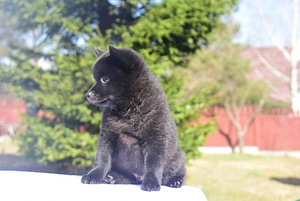 Schipperke kutsikad (5 foto / 5)
