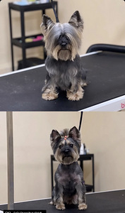 Grooming.Groomer (3 foto / 7)