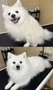 Grooming.Groomer (7 foto / 7)