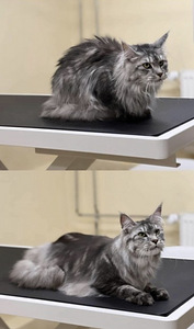 Grooming.Groomer (6 foto / 7)