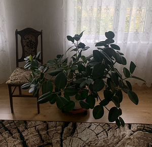Фикус (4 фото из 4)