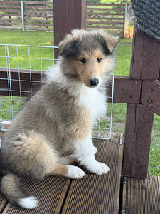 Collie kutsikad (4 foto / 5)
