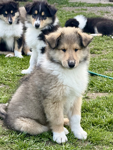 Collie kutsikad (3 foto / 5)