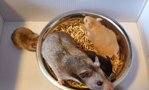 Süüria hamster müügiks (3 foto / 3)