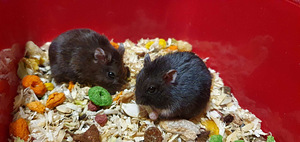 Hamster müügiks (1 foto / 1)