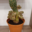 Kaktus (foto #2)
