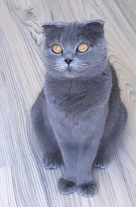 Scottish Fold emane paaritumiseks (1 foto / 2)