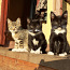 Загородные котята (фото #2)