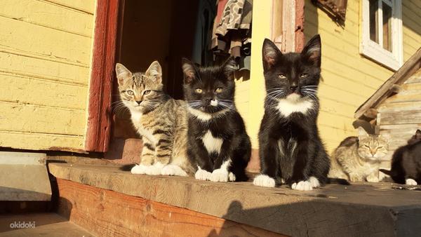 Maakodused kassipojad (foto #2)