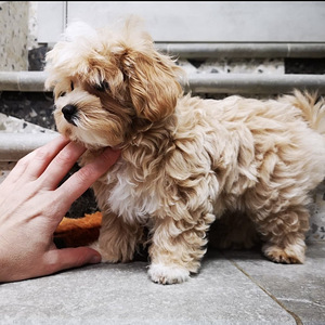 Maltipoo F1 (2 foto / 2)