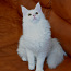 Белый котенок мейн кун с родословной (фото #2)