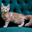 Котята мейн кун (фото #2)