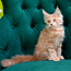 Котята мейн кун (фото #3)