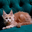 Котята мейн кун (фото #4)