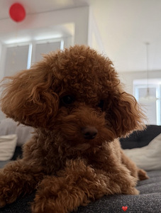 Maltipoo isane paaritamiseks (2 foto / 3)