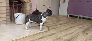 Prantsuse buldogi kutsikas (7 foto / 8)
