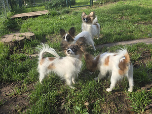 Papilloni kutsikad (6 foto / 10)