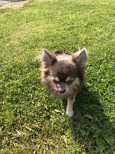 Chihuahua poiss otsib pruuti (5 foto / 5)