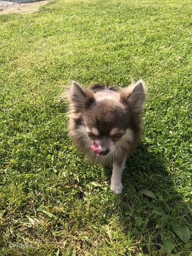 Chihuahua poiss otsib pruuti (foto #5)