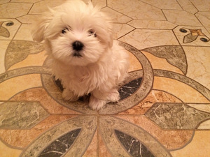 Bichon Maltese puhdasveriset pennut (3 valokuva sivusta 3)