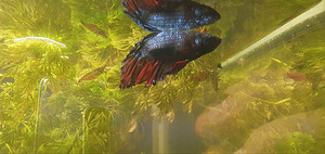 Betta splendens (1 foto / 1)