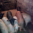 Мясо свинины с домашнего подворья (фото #2)