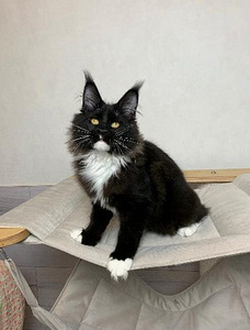 Котята мейн кун (1 фото из 6)