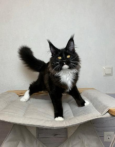 Котята мейн кун (6 фото из 6)