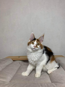 Maine coon (5 фото из 6)