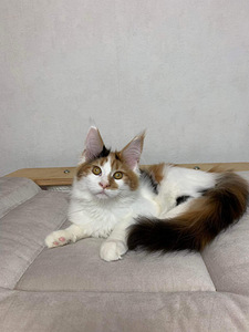 Maine coon (6 фото из 6)