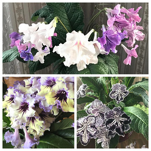 Juurdunud streptokarpus (1 foto / 1)