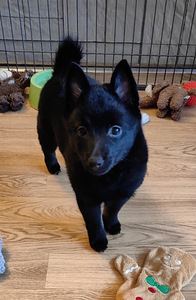 Шипперке - Schipperke (3 фото из 10)
