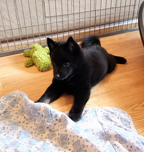 Шипперке - Schipperke (5 фото из 10)