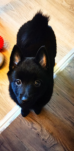 Шипперке - Schipperke (9 фото из 10)