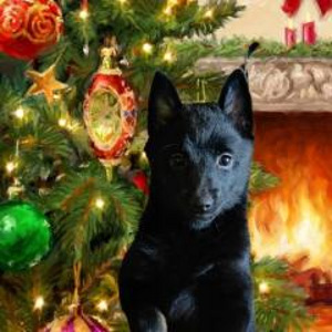 Шипперке - Schipperke (1 фото из 10)