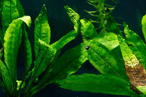 Microsorum pteropus