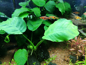 Anubias Barteri (1 foto / 1)
