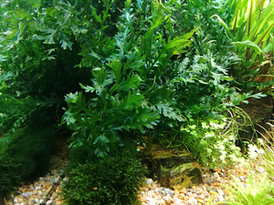 Bolbitis heudelotii (1 foto / 3)