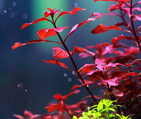 Ludwigia super punane