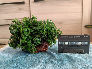Anubias petit lava kivil (1 foto / 1)