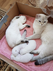 Британские котята (7 фото из 10)