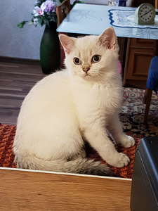 Британские котята (3 фото из 10)