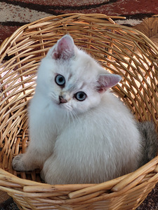 Британские котята (1 фото из 10)