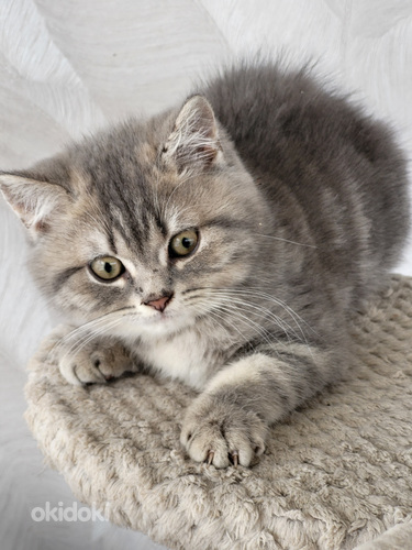Британские короткошерстные котята (фото #6)