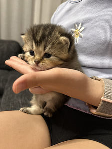 Briti kassipojad (6 foto / 6)