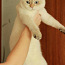 Британский кот красавец ждет невесту (фото #2)