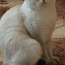 Британский кот красавец ждет невесту (фото #3)