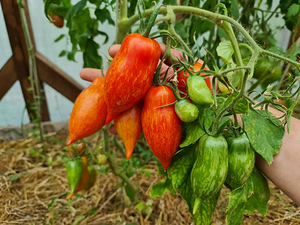 Valik 10 maitsvate kokteilisortide tomatite seemneid !!! (8 foto / 10)
