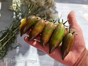 Valik 10 maitsvate kokteilisortide tomatite seemneid !!! (9 foto / 10)