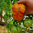 Valik 10 maitsvaid triibuliste tomatite sorte! Seemned (foto #2)